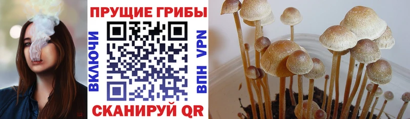 Псилоцибиновые грибы Magic Shrooms  цены   Биробиджан 